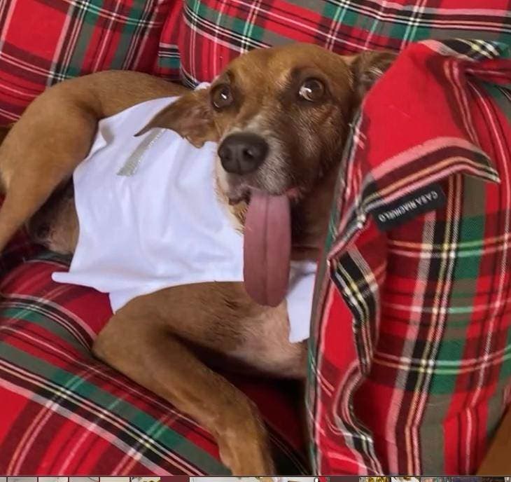 Foto de Linguinha